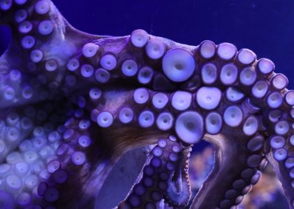 Bemutatjuk az Octopus publikációs platformot